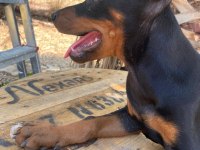 3 tane dişi doberman yavrumuz