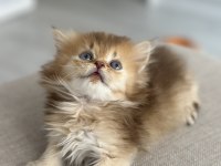By11 british longhair çocuklar