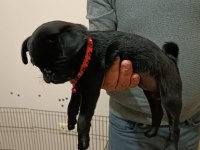 Siyah 45 günlük dişi pug