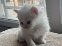 British longhair yavru