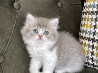 Bİ COLOR BRİTİSH LONGHAİR DİŞİ VE ERKEK BEBEKLER