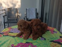 Kore kan safkan toy poodle bebekler
