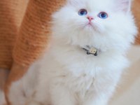 British longhair kedisi beyaz
