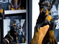 Estetikli ve estetiksiz doberman bebekler