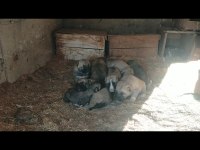 YAVRU ANADOLU ÇOBAN KÖPEĞİ İYİSİNİ İSTEYENE