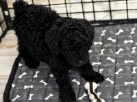Nadir Renk Siyah Poodle