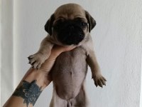 Pug yavrularımız