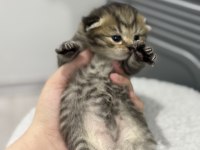 Tabby cinsi scottish fold kızımız yuvasını arıyor