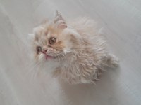 MUHTEŞEM GÜZELLİKTE HAS İRAN KEDİSİ SON YAVRULARIMIZ