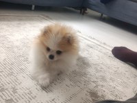 İki buçuk üç aylık erkek pomeranian