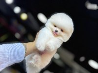 POMERANİAN ÜRETİM ÇİFTİĞİNDEN
