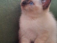 British Shorthair Bebekler