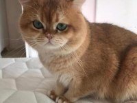 Premium Kalite Golden British Shorthair