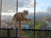 EŞLEME/SAHİPLENME ORİJİNAL SAF IRK BİR BABA KEDİMİZ