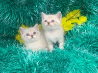 Güzel british shorthair yavrular yeni yuvalarını arıyor