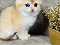 British shorthair golden ny11