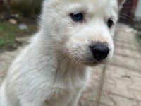 Saf kan husky yavrusu