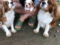 DEĞERİNİ BİLENE A PLUS KALİTE DİŞİ BEBEK KÖPEKLER