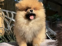 Pomeranian boo ayı surat erkek