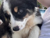 Zeka Küpü Çok Özel Border Collie Yavruları