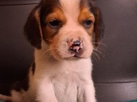 Elizabet beagle yavrularımız