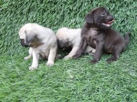 PUG MOPS CREM VE SİYAH