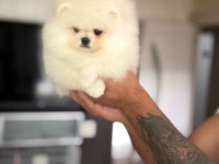 Pomeranian AYICIKLAR 2 dişi ve 2 erkek