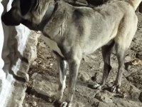 Safkan Kangal