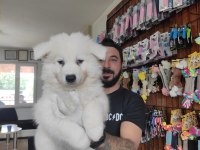 AYİ YAVRUSU SAMOYED A KALİTE IRK
