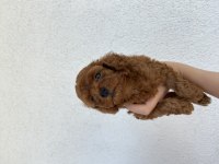 Toy poodle ev doğumlu