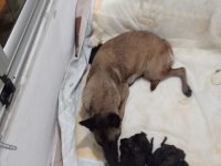 A kalite malinois siyah sevenlere