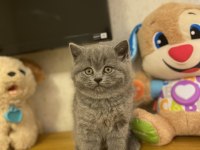 Bursanın En Seçkin Brıtısh Shorthair Yavruları