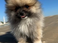 Pomeranian Boo yavrularımız ırk garantilidir