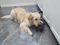 Çok sevecen dişi golden retriever