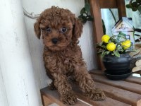 Orjinal Kore Kanı Taşıyan Erkek Poodle Yavrusu