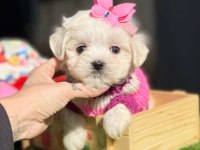 TEDDY FACE MALTİPOO BEBEKLERİMİZ