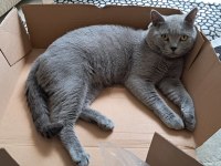 YAKIŞIKLI, GÜZEL HUYLU, SAFKAN (BAKIM) BRITISH BLUE