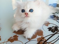 Ev üretimi kedi yavrumuz longhair