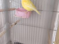 Kanarya ve kafes çeşitleri