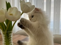 British Longhair Dişi Kedimiz 9 Aylık
