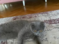 British shorthair kedimize yeni ev arıyoruz