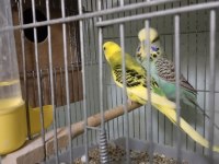 Yavru ve yetişkin muhabbet kuşları