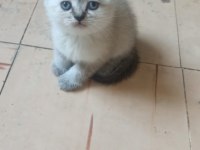 British shorthair beyaz British shorthair blue point