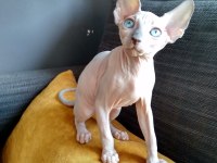 3 Aylık Erkek - Sphynx Kanada