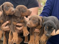 SAFKAN DOBERMAN YAVVRULAR