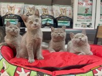 A kalite british shorthair yavrularımız