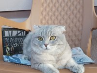 Bal gibi uygun scottish fold