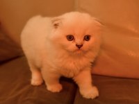 2 aylık scottish fold longhair blue point
