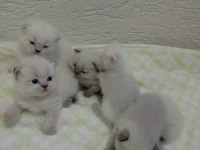 British shorthair ve scottish fold