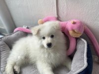 Samoyed 3 Aylık Erkek